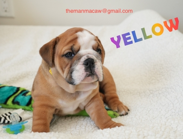 Olde English Bulldogge Amazing english bulldog puppies