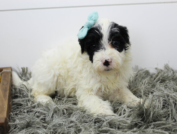 Portuguese Water Dog AKC Portuguese Water Dog Puppies