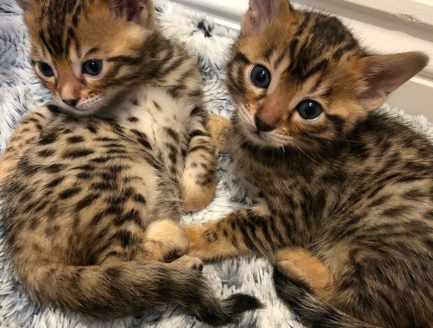 Bengal Bengal Kittens Purebred Rosetted