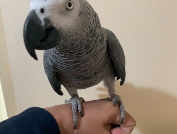 African Grey Parrot affectionate~African grey