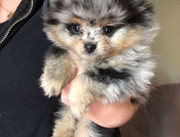 Pomeranian Gorgeous Pomeranian Puppies Available