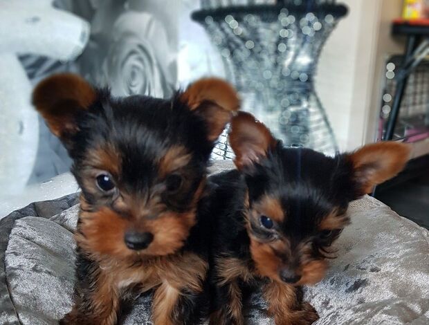 Yorkshire Terrier Healthy, sweet and loving baby YORKIE PUPPIES
