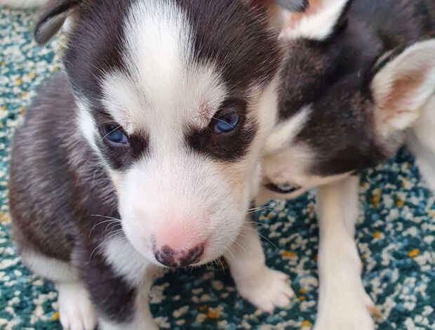 Siberian Husky Trained Husky Puppies (Boy and Girl)