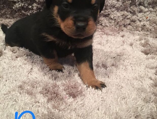 Rottweiler Purebred Rottweiler puppies German bloodline