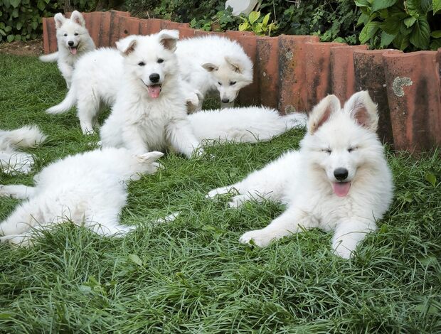 White Shepherd White Swiss Shepherd Puppies