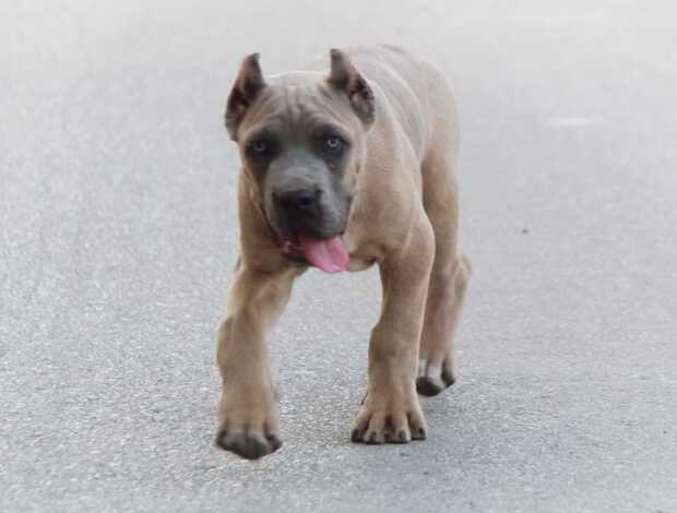 Cane Corso Cane Corso puppies for sale