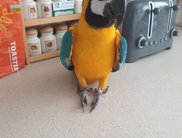 Macaw Two Hand Reared Blue and Gold Macaw