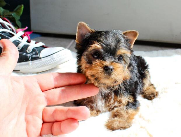 Yorkshire Terrier Gorgeous Tiny Yorkie Puppies