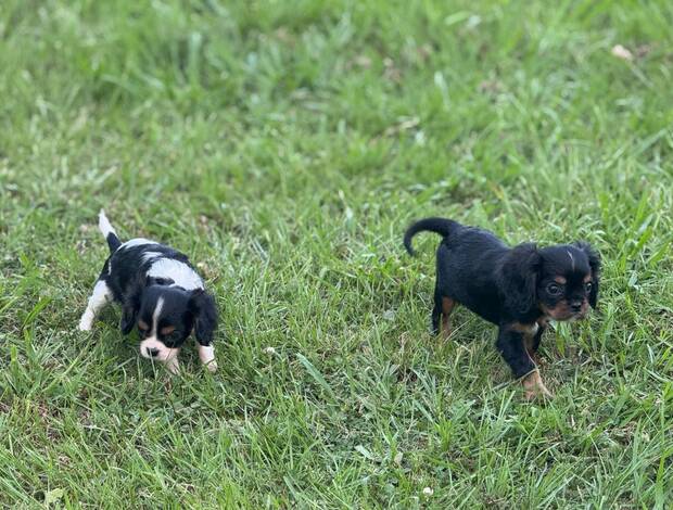 Cavalier King Charles Spaniel Akc cavalier king charles