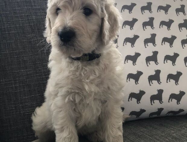 Golden Retriever Vaccinated Golden Doodle Puppies