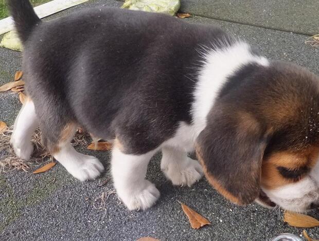 Beagle Beagle puppies-male/female