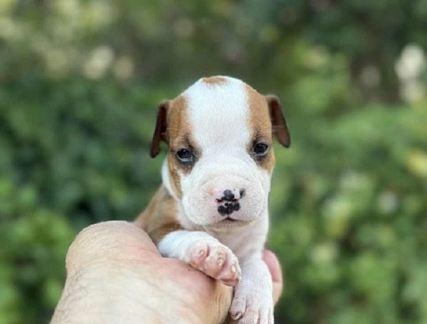 American Staffordshire Terrier American Staffordshire Terrier puppies of superior origin