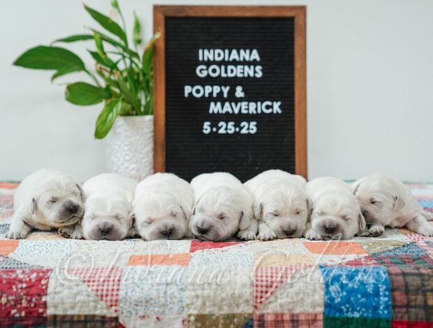 Golden Retriever Indiana Golden Retriever Puppies: Beautiful Dogs with Good Temperament