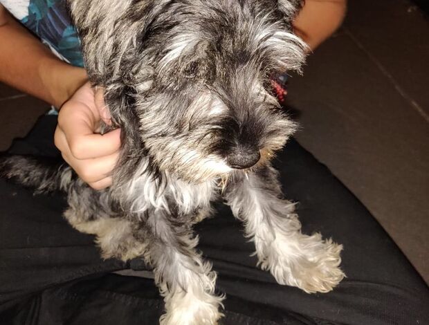 Miniature Schnauzer Miniature Schnauzers