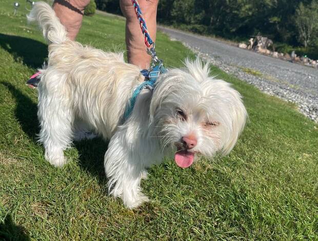 Maltese Maltese white male