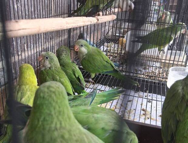 Quaker Parrots Quaker