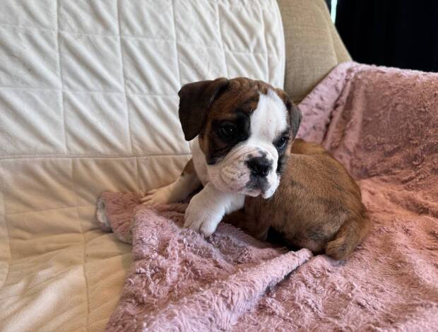 Bulldog English bulldog puppy
