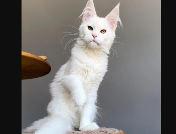 Maine Coon Affordable Maine Coon Kittens for Sale