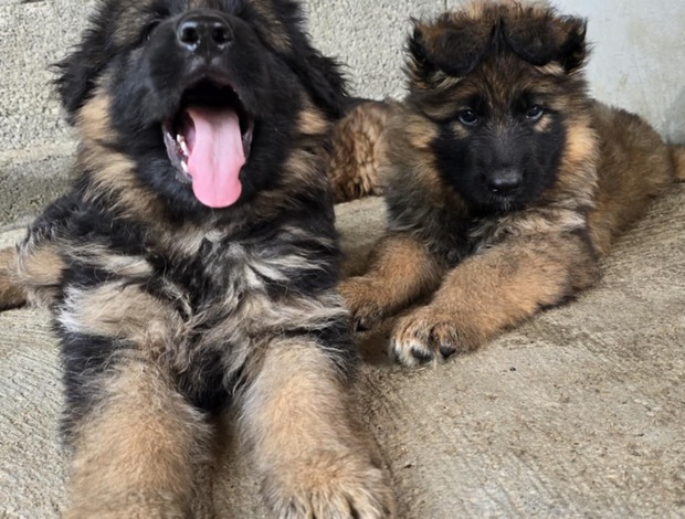 German Shepherd Dog Long-Haired German Shepherd Puppies