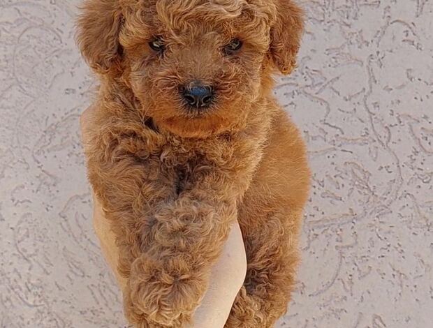 Poodle Dwarf and Toy Poodle Puppies