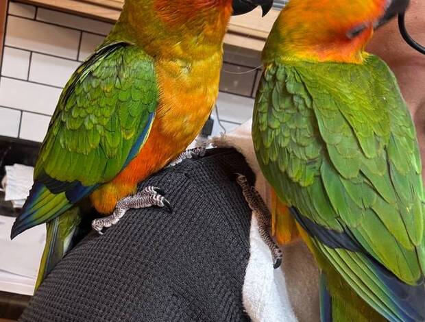 Conure Two Sun Conures for sale