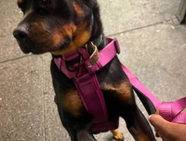 Rottweiler rottweiler for rehoming