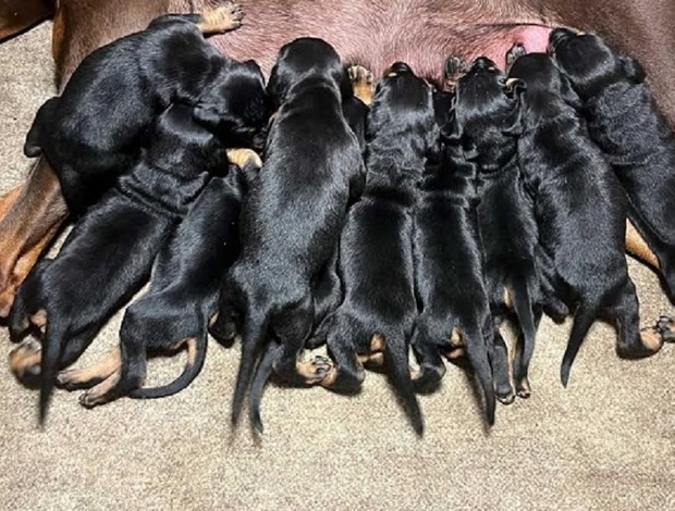 Doberman Pinscher Doberman