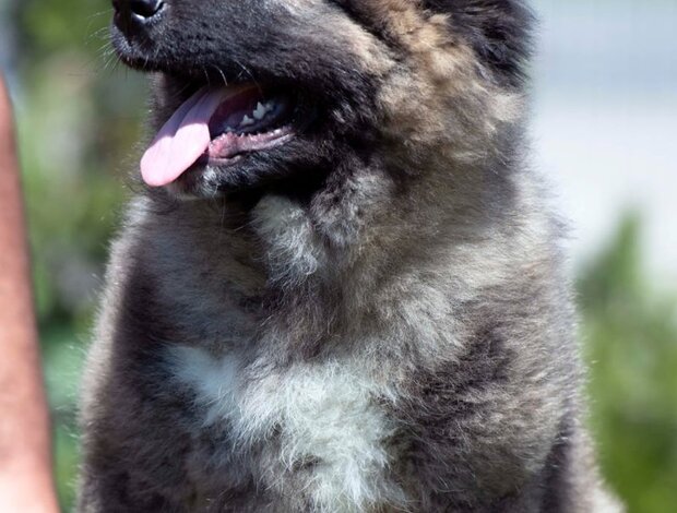 Caucasian Shepherd Dog Caucasian Shepherd – BEAUTIFUL Puppies