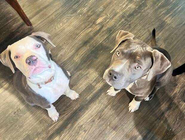 American Staffordshire Terrier American Staffordshire Terriers