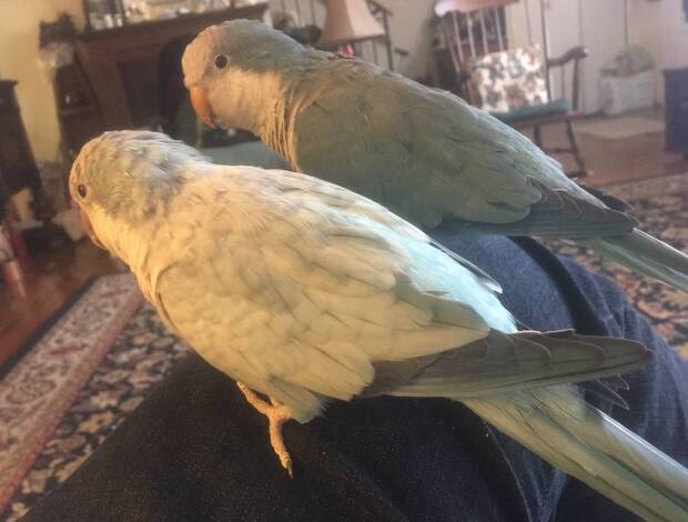 Quaker Parrots Blue Quaker parrots
