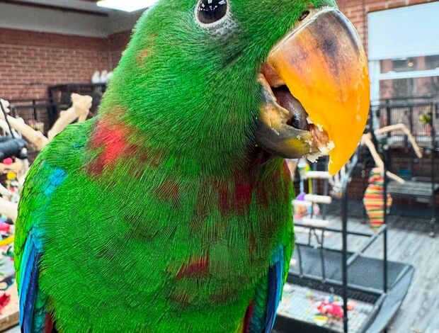 Eclectus Tamed and lovely eclectus parrots for ready for new homes