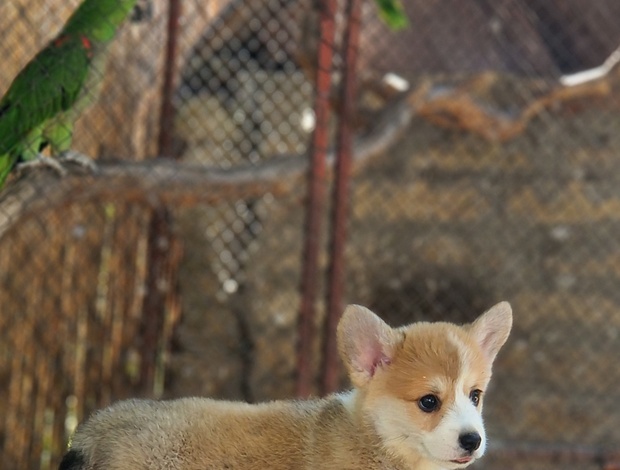 Welsh Corgi, Pembroke Welsh Corgi Pembroke – Beautiful Puppies