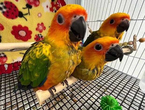 Conure conure parrots available for new homes
