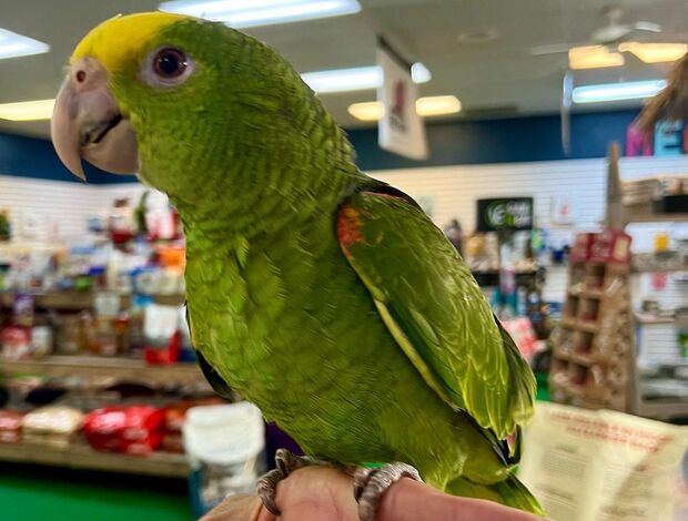 Amazon Parrot Tamed and talking amazon parrots for sale