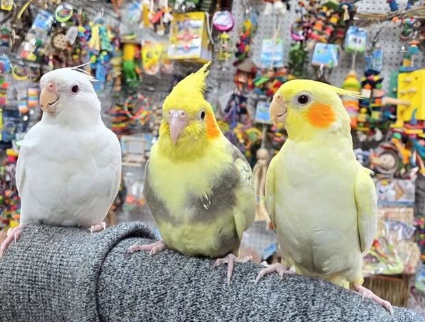 Cockatiel Tamed and lovely cockatiel babies for sale