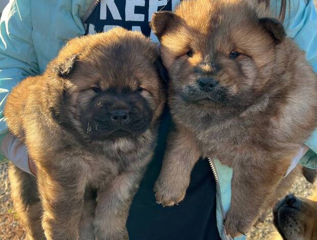Chow Chow Chow Chow Puppies need new home