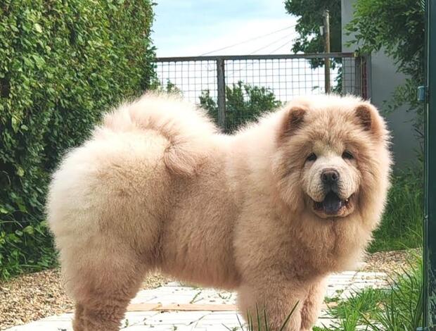 Chow Chow Chow Chow puppies