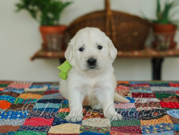 Golden Retriever English golden retriever puppies: Beautiful, Smart, and Family-Friend.
