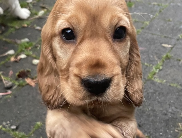 English Cocker Spaniel 🐾 Beautiful 10-Week-Old Cocker Spaniel Puppies Ready Now! 🐾