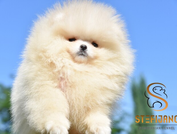Pomeranian Pomeranian Boo Puppies