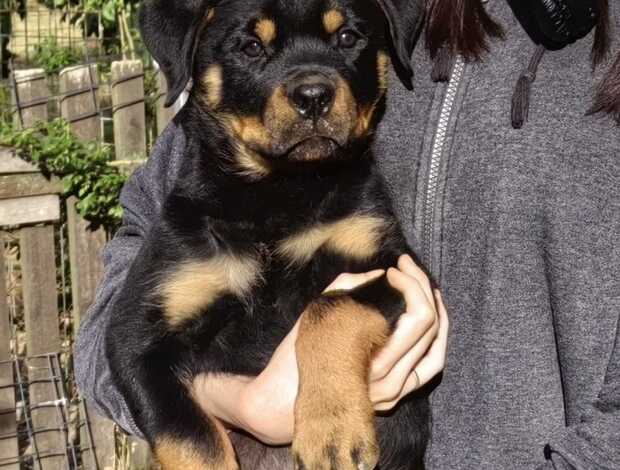 Rottweiler Rottweiler puppies for sale