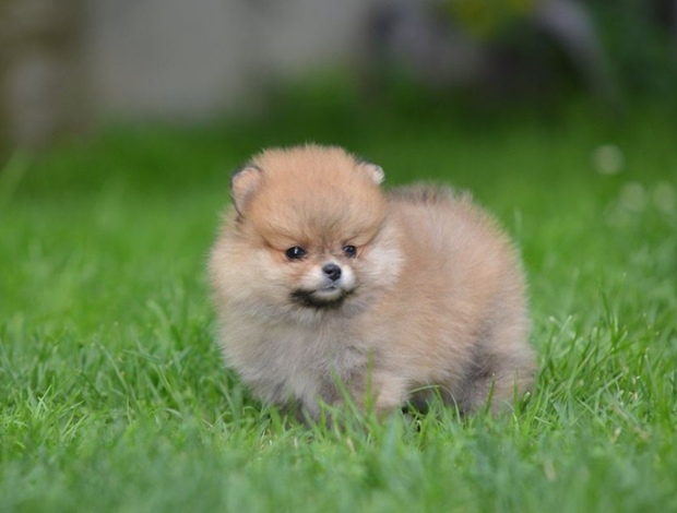 Pomeranian Pomeranian Spitz puppies