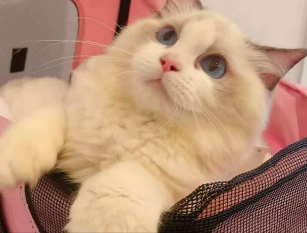 Ragdoll beautiful ragdoll girl for sell
