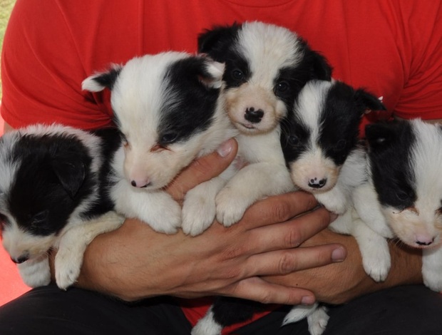 Border Collie Border Collie puppies