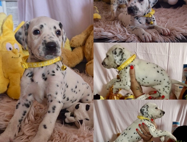 Dalmatian Dalmatian FCI pedigree