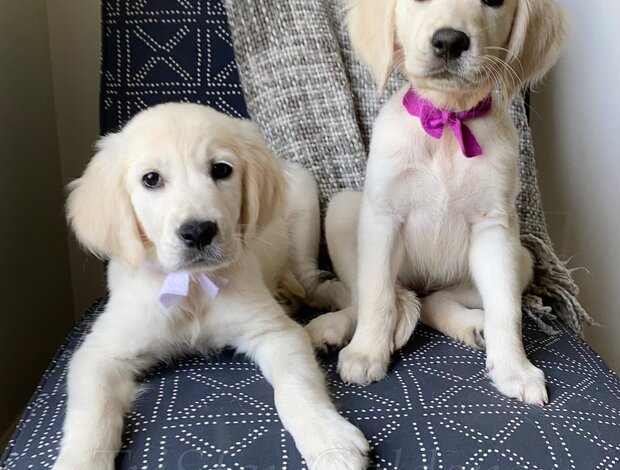 Golden Retriever Cream Golden Retriever Puppies Nashville: Nashville's Platinum Pups at