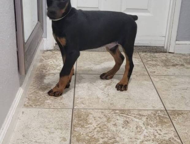 Doberman Pinscher Euro doberman puppy