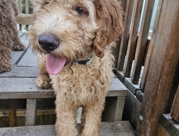 Golden Retriever REDUCED PRICE! BEAUTIFUL GOLDENDOODLE PUPPIES!!