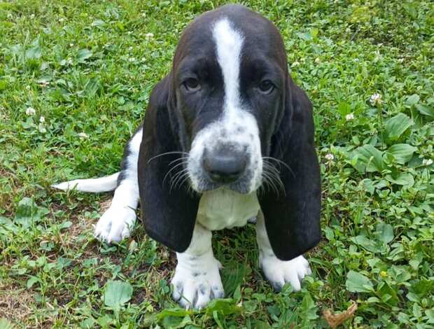 Basset Hound Basset Hound