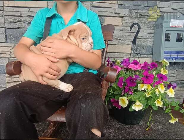 American Bulldog English Bulldog  & American Bulldog Hybrid